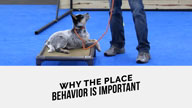 Why the Place Behavior is Important With Tyler Muto