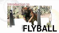 New Leerburg DVD - Introduction to Flyball