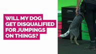Will my Dog get Disqualified for Jumping on Things? With Ericka Duggan