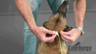 How to Measure Your Dogs Neck for a Dominant Dog Collar