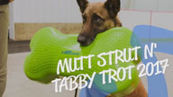 Mutt Strut and Tabby Trot
