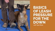 Basics of Leash Pressure for the Down - Part 1 with Tyler Muto