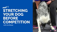 Stretching Your Dog Before Competition - Part 1 with Ann Braue