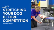 Stretching Your Dog Before Competition - Part 2 with Ann Braue