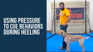 Using Pressure to Cue Behaviors During Heeling with Tyler Muto