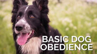 New Updated Course - Basic Dog Obedience