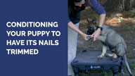 Conditioning Your Puppy for Nail Trimming