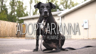 Adopt Arianna