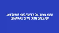 How to put your Puppys Collar on when Coming Out of the Crate or Ex-pen