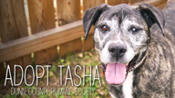 Adopt Tasha