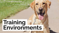 Positive Reinforcement vs Balanced Dog Training – PetsTEK