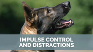 Impulse Control and Distractions