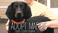 Adopt Maddie