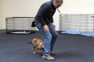 A Michael Ellis School Student, Lindsey Sommer, Training her 12 Week Old Puppy Part 1