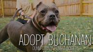 Adopt Buchanan