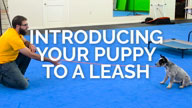 Introducing Your Puppy to a Leash
