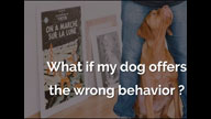 What to do if Your Dog Offers the Wrong Behavior