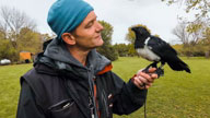 Mark Keating and His African Pied Crow, Vorona