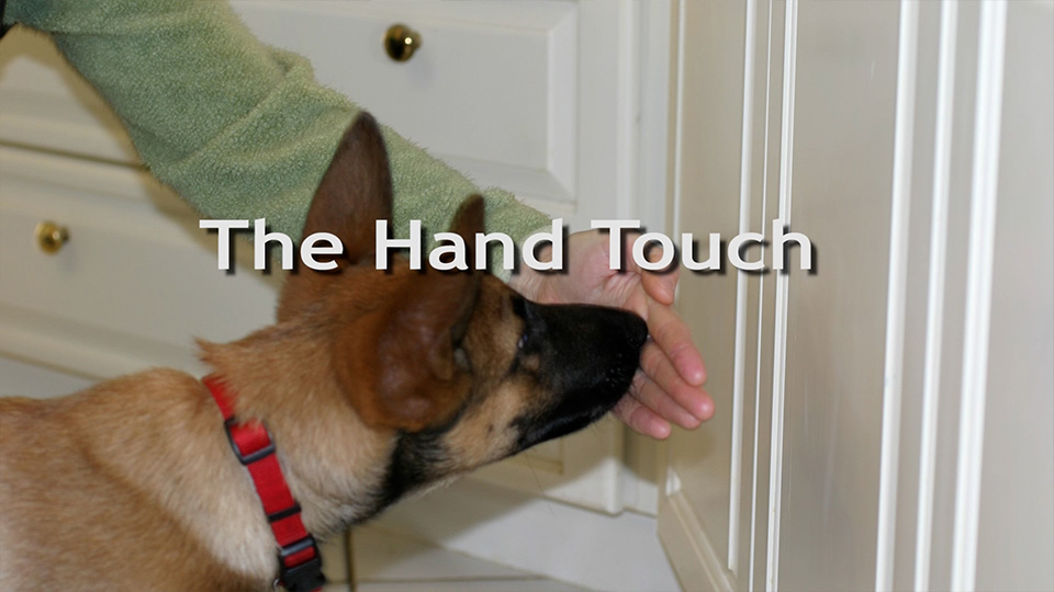 Training Your Dog The Hand Touch