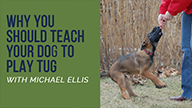 Why You Should Teach Your Dog to Play Tug with Michael Ellis