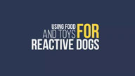 Using Food or Toys with Reactive Dogs with Tyler Muto