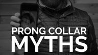 Debunking Prong Collar Myths