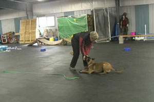Donna Matey Training her Puppy, Eager