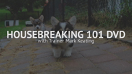 Housebreaking 101 Now Available on DVD