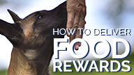 How to Correctly Deliver Food Rewards