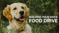 How to Build Your Dogs Food Drive