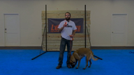 Leash Reactivity Now Offered as a Self-Study Course