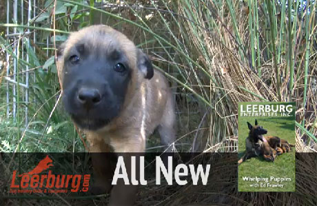 New Whelping Puppies DVD Coming Soon