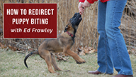 How to Redirect Puppy Biting with Ed Frawley