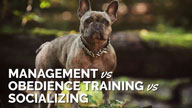 The Difference Between Management, Obedience Training, and Socializing
