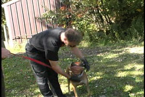 Maintenance Training for Police Service Dogs