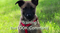 Training the Look Command