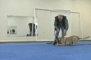 Eds Dog, Bart, Working on Forrest Micke in Leerburgs New Training Center