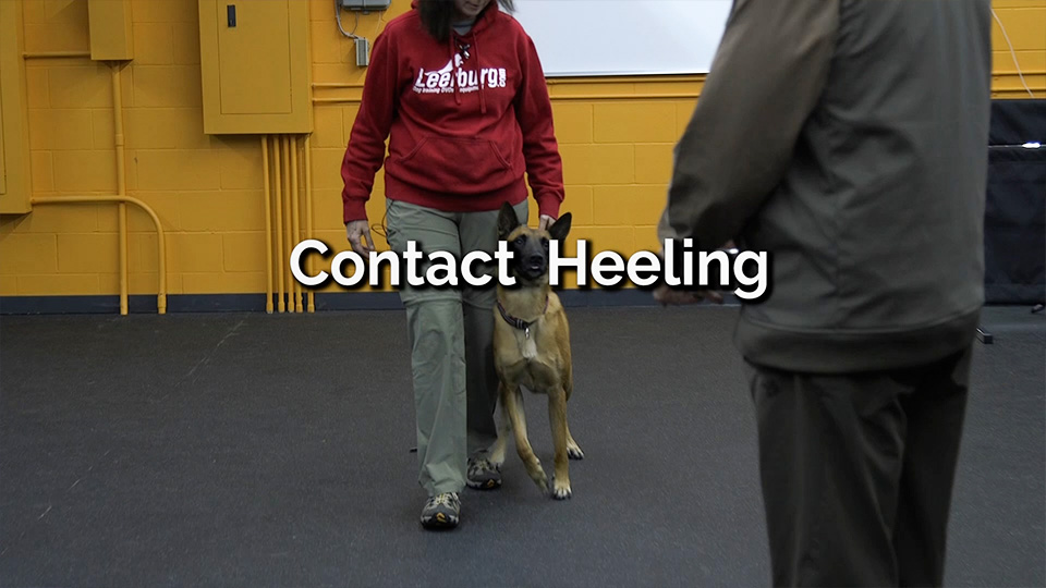 Contact Heeling for Reactive Dogs