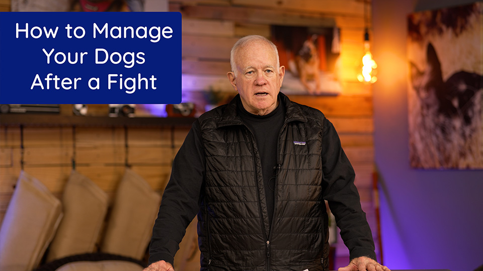 How to Manage Your Dogs After a Fight
