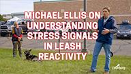 Michael Ellis on Understanding Stress Signals in Leash Reactivity