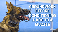 Groundwork Before Conditioning a Dog to A Muzzle