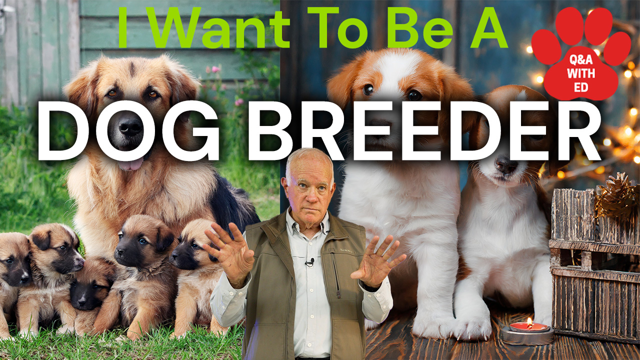 I Want To Be A Dog Breeder