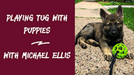 Playing Tug with Puppies - With Michael Ellis