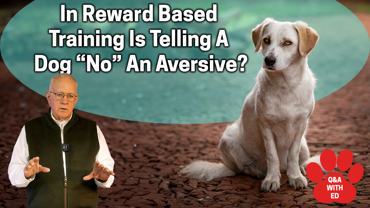 In Reward Based Training Is Telling A Dog "No" An Aversive?
