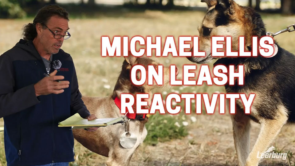 Michael Ellis on Leash Reactivity