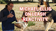 Michael Ellis on Leash Reactivity