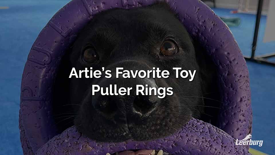 Arties Favorite Toy - Puller Rings