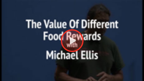 The Value Of Different Food Rewards with Michael Ellis
