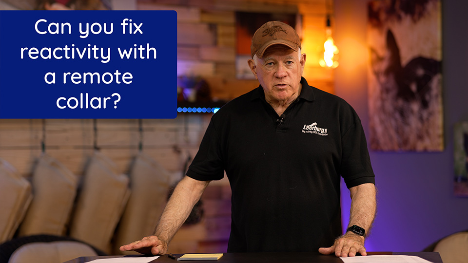 Can you fix reactivity with a remote collar?