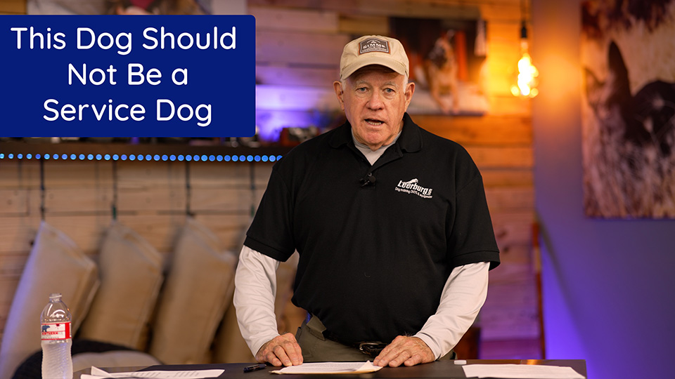This Dog Should Not Be a Service Dog
